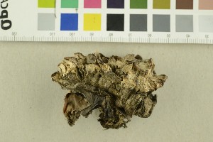  ( - O-F-301277)  @11 [ ] CreativeCommons - Attribution Non-Commercial Share-Alike (2018) Unspecified University of Oslo, Natural History Museum