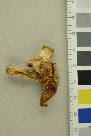  ( - O-F-301282)  @11 [ ] CreativeCommons - Attribution Non-Commercial Share-Alike (2018) Unspecified University of Oslo, Natural History Museum