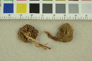  ( - O-F-301367)  @11 [ ] CreativeCommons - Attribution Non-Commercial Share-Alike (2018) Unspecified University of Oslo, Natural History Museum