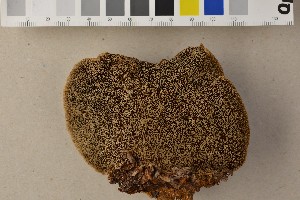  (Phellinus pini - O-F-301460)  @11 [ ] CreativeCommons - Attribution Non-Commercial Share-Alike (2016) Unspecified University of Oslo, Natural History Museum