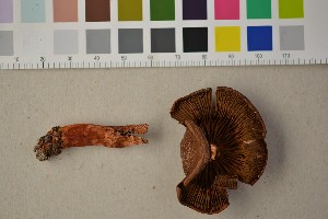  (Cortinarius phoeniceus - O-F-301653)  @11 [ ] CreativeCommons - Attribution Non-Commercial Share-Alike (2016) Unspecified University of Oslo, Natural History Museum