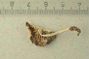  ( - O-F-301780)  @11 [ ] by-nc-sa (2021) Unspecified University of Oslo, Natural History Museum