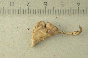  ( - O-F-301780)  @11 [ ] by-nc-sa (2021) Unspecified University of Oslo, Natural History Museum