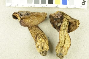  (Butyriboletus subappendiculatus - O-F-302159)  @11 [ ] CreativeCommons - Attribution Non-Commercial Share-Alike (2017) Unspecified University of Oslo, Natural History Museum
