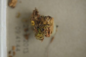  ( - O-F-302234)  @11 [ ] by-nc-sa (2022) Unspecified University of Oslo, Natural History Museum