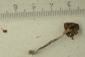  ( - O-F-302439)  @11 [ ] by-nc-sa (2021) Unspecified University of Oslo, Natural History Museum