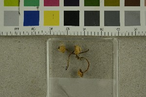  ( - O-F-302937)  @11 [ ] CreativeCommons - Attribution Non-Commercial Share-Alike (2017) Unspecified University of Oslo, Natural History Museum
