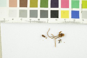  ( - O-F-302952)  @11 [ ] CreativeCommons - Attribution Non-Commercial Share-Alike (2017) Unspecified University of Oslo, Natural History Museum