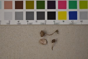 ( - O-F-303392)  @11 [ ] CreativeCommons - Attribution Non-Commercial Share-Alike (2016) Unspecified University of Oslo, Natural History Museum