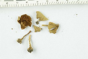  (Conocybe inocybeoides - O-F-303801)  @11 [ ] CreativeCommons - Attribution Non-Commercial Share-Alike (2017) Unspecified University of Oslo, Natural History Museum