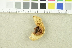  ( - O-F-303872)  @11 [ ] CreativeCommons - Attribution Non-Commercial Share-Alike (2017) Unspecified University of Oslo, Natural History Museum