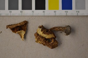  ( - O-F-303874)  @11 [ ] CreativeCommons - Attribution Non-Commercial Share-Alike (2016) Unspecified University of Oslo, Natural History Museum