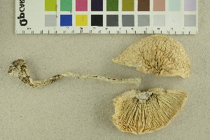  ( - O-F-304530)  @11 [ ] CreativeCommons - Attribution Non-Commercial Share-Alike (2018) Unspecified University of Oslo, Natural History Museum