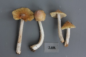  ( - O-F-304848)  @11 [ ] CreativeCommons - Attribution Non-Commercial Share-Alike (2017) Unspecified University of Oslo, Natural History Museum