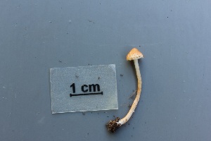  (Lepiota - O-F-304875)  @11 [ ] CreativeCommons - Attribution Non-Commercial Share-Alike (2017) Unspecified University of Oslo, Natural History Museum