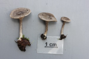  (Entoloma lanicum - O-F-304881)  @11 [ ] CreativeCommons - Attribution Non-Commercial Share-Alike (2017) Unspecified University of Oslo, Natural History Museum