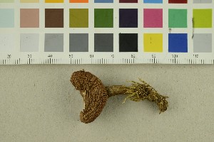  ( - O-F-304918)  @11 [ ] CreativeCommons - Attribution Non-Commercial Share-Alike (2017) Unspecified University of Oslo, Natural History Museum