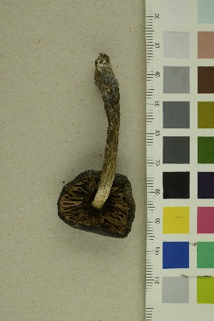  (Entoloma sphagneti - O-F-305717)  @11 [ ] CreativeCommons - Attribution Non-Commercial Share-Alike (2018) Unspecified University of Oslo, Natural History Museum
