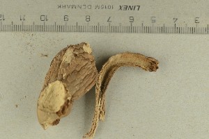  (Leucoagaricus leucothites var. carneifolius - O-F-306604)  @11 [ ] by-nc-sa (2021) Unspecified University of Oslo, Natural History Museum