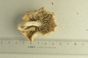  (Entoloma niphoides - O-F-307782)  @11 [ ] by-nc-sa (2021) Unspecified University of Oslo, Natural History Museum