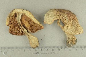  (Lepiota sp - O-F-308841)  @11 [ ] by-nc-sa (2021) Unspecified University of Oslo, Natural History Museum
