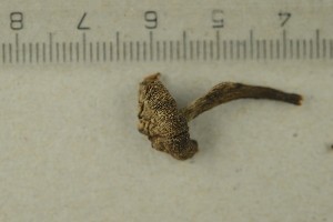  (Inocybe paragiacomi - O-F-312172)  @11 [ ] by-nc-sa (2021) Unspecified University of Oslo, Natural History Museum