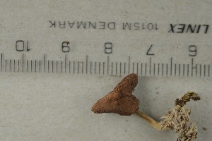  ( - O-F-312175)  @11 [ ] by-nc-sa (2021) Unspecified University of Oslo, Natural History Museum