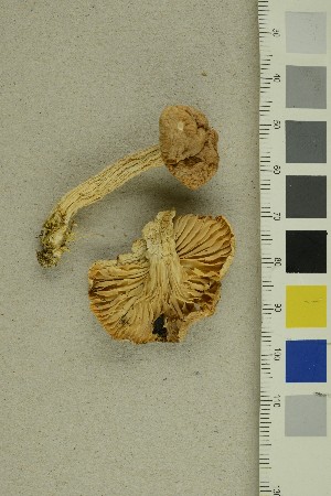  ( - O-F-361549)  @11 [ ] CreativeCommons - Attribution Non-Commercial Share-Alike (2019) Unspecified University of Oslo, Natural History Museum