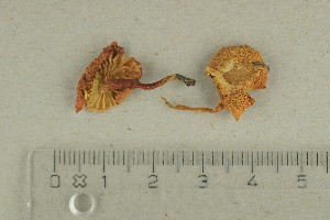  ( - O-F-361993)  @11 [ ] by-nc-sa (2021) Unspecified University of Oslo, Natural History Museum