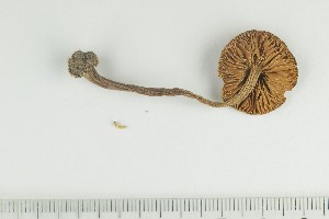  ( - O-F-362590)  @11 [ ] by-nc-sa (2021) Unspecified University of Oslo, Natural History Museum