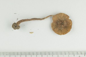  ( - O-F-362590)  @11 [ ] by-nc-sa (2021) Unspecified University of Oslo, Natural History Museum