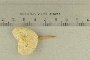  ( - O-F-362631)  @11 [ ] by-nc-sa (2021) Unspecified University of Oslo, Natural History Museum