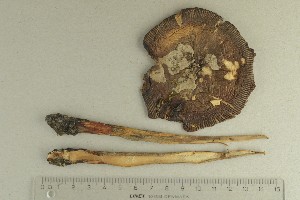  ( - O-F-370149)  @11 [ ] by-nc-sa (2021) Unspecified University of Oslo, Natural History Museum