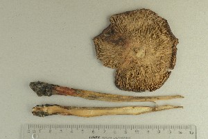  ( - O-F-370149)  @11 [ ] by-nc-sa (2021) Unspecified University of Oslo, Natural History Museum