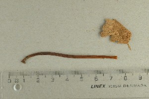  ( - O-F-370439)  @11 [ ] by-nc-sa (2021) Unspecified University of Oslo, Natural History Museum