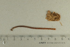  ( - O-F-370439)  @11 [ ] by-nc-sa (2021) Unspecified University of Oslo, Natural History Museum