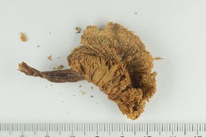  ( - O-F-370512)  @11 [ ] by-nc-sa (2021) Unspecified University of Oslo, Natural History Museum