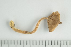  ( - O-F-370513)  @11 [ ] by-nc-sa (2021) Unspecified University of Oslo, Natural History Museum