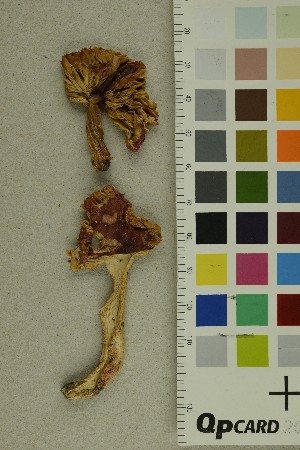  ( - O-F-370541)  @11 [ ] CreativeCommons - Attribution Non-Commercial Share-Alike (2018) Unspecified University of Oslo, Natural History Museum