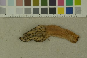  ( - O-F-372146)  @11 [ ] by-nc-sa (2023) Unspecified University of Oslo, Natural History Museum