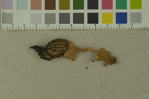 ( - O-F-372147)  @11 [ ] by-nc-sa (2023) Unspecified University of Oslo, Natural History Museum