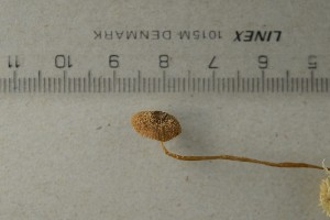  ( - O-F-74466)  @11 [ ] by-nc-sa (2021) Unspecified University of Oslo, Natural History Museum