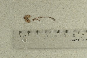  (Conocybe echinata_BD3 - O-F-74801)  @11 [ ] by-nc-sa (2021) Unspecified University of Oslo, Natural History Museum
