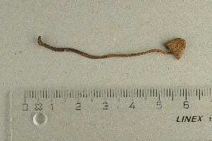  ( - O-F-74851)  @11 [ ] by-nc-sa (2021) Unspecified University of Oslo, Natural History Museum