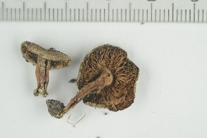  ( - O-F-74881)  @11 [ ] by-nc-sa (2021) Unspecified University of Oslo, Natural History Museum