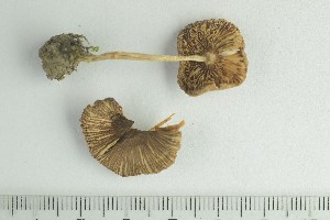  ( - O-F-74896)  @11 [ ] by-nc-sa (2021) Unspecified University of Oslo, Natural History Museum