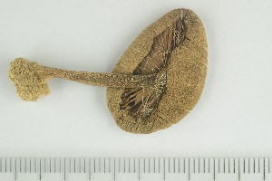  ( - O-F-76130)  @11 [ ] by-nc-sa (2021) Unspecified University of Oslo, Natural History Museum