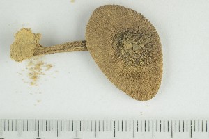  ( - O-F-76130)  @11 [ ] by-nc-sa (2021) Unspecified University of Oslo, Natural History Museum