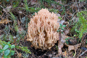  ( - O-F-76352)  @11 [ ] by-nc-sa (2020) Unspecified University of Oslo, Natural History Museum