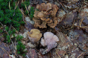  (Gomphus clavatus - O-F-76371)  @11 [ ] by-nc-sa (2020) Unspecified University of Oslo, Natural History Museum